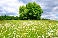 Blumenwiese