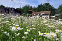 Margeritenwiese im Museumsdorf